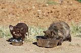 MANGER CHIEN ET CHAT 002